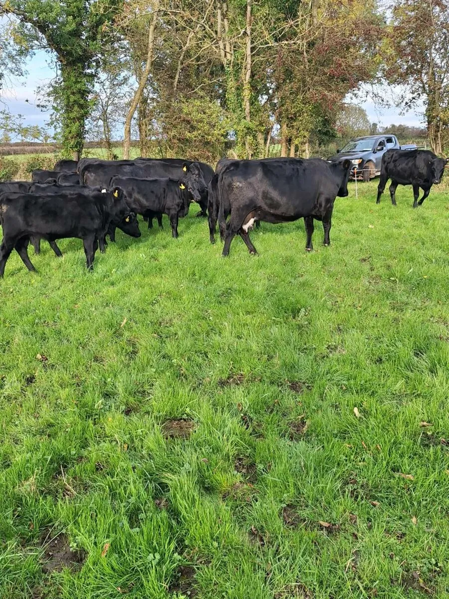 Kerry heifers - Image 3