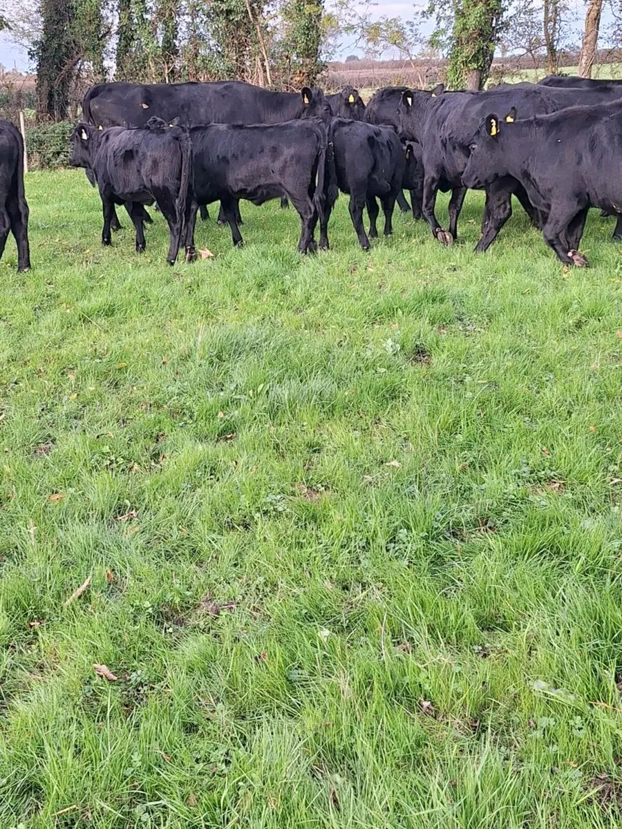 Kerry heifers - Image 4