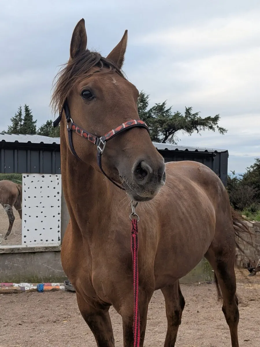 16hh Dun mare - Image 1