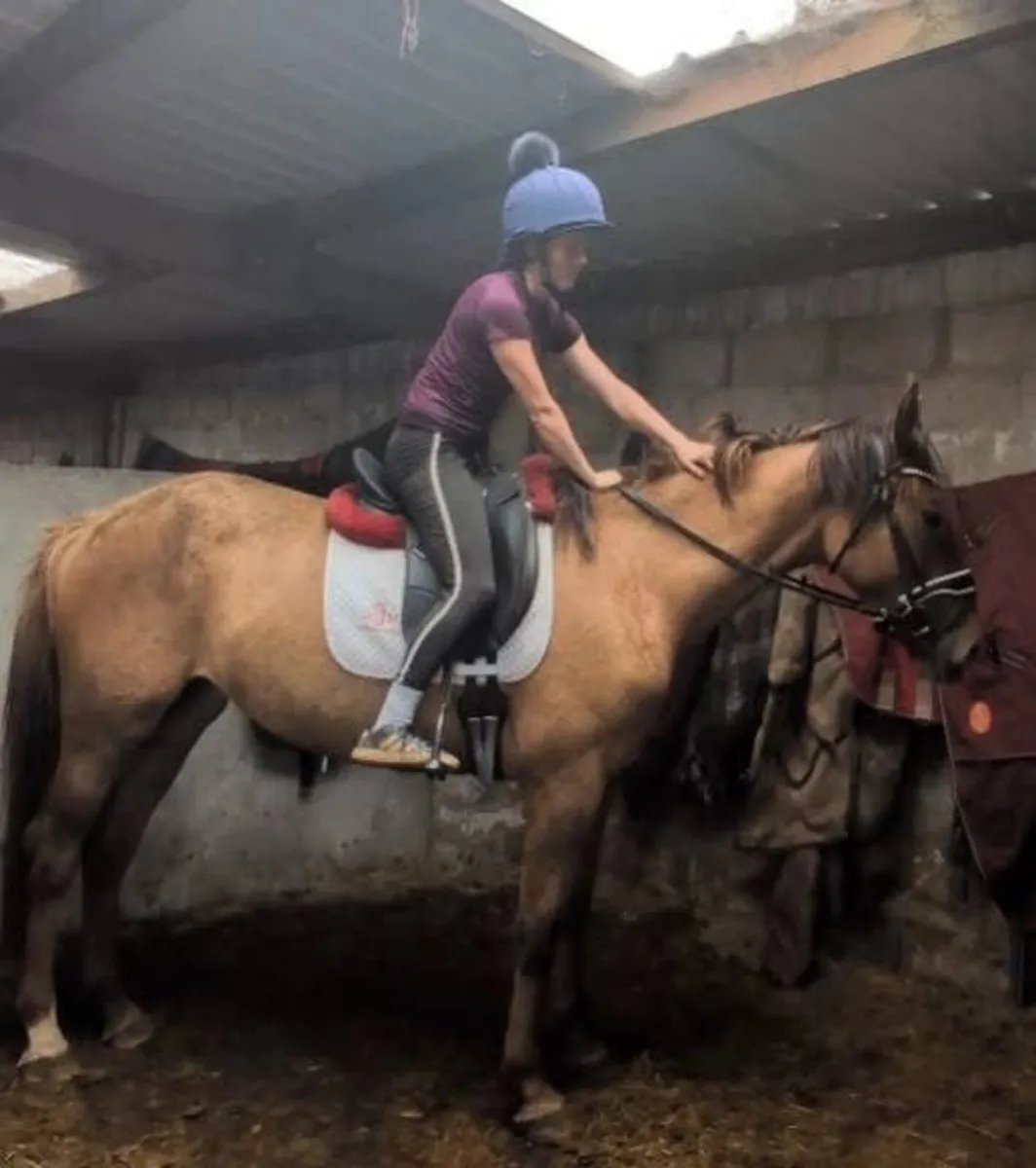 16hh Dun mare - Image 2