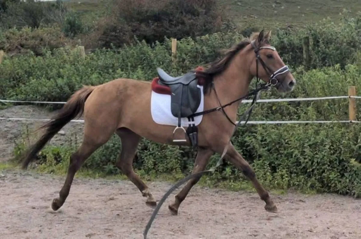 16hh Dun mare - Image 3