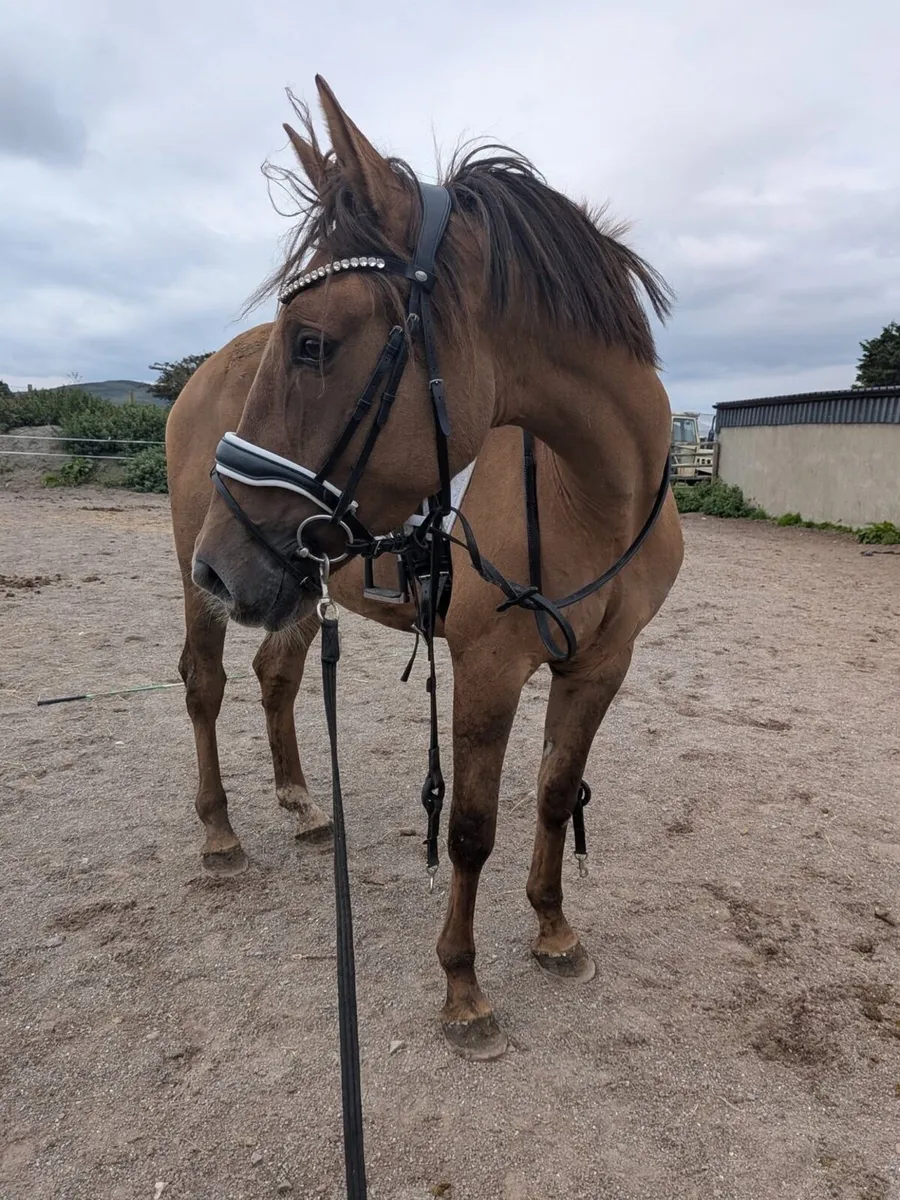 16hh Dun mare - Image 4