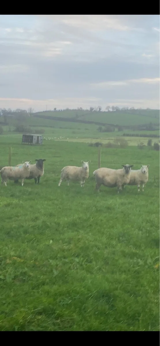 Springing Hoggets and ewes - Image 1
