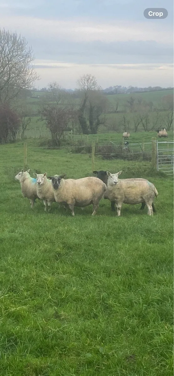 Springing Hoggets and ewes - Image 2