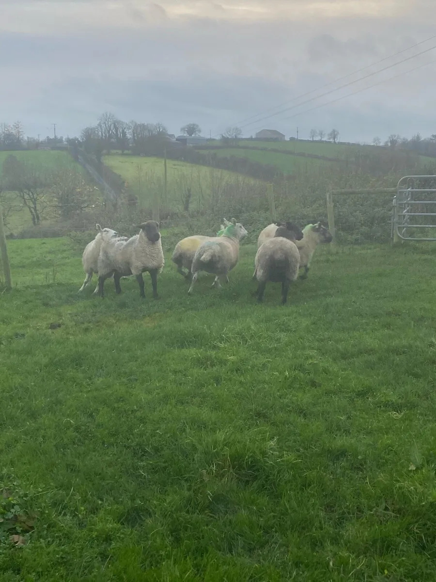 Springing Hoggets and ewes - Image 3