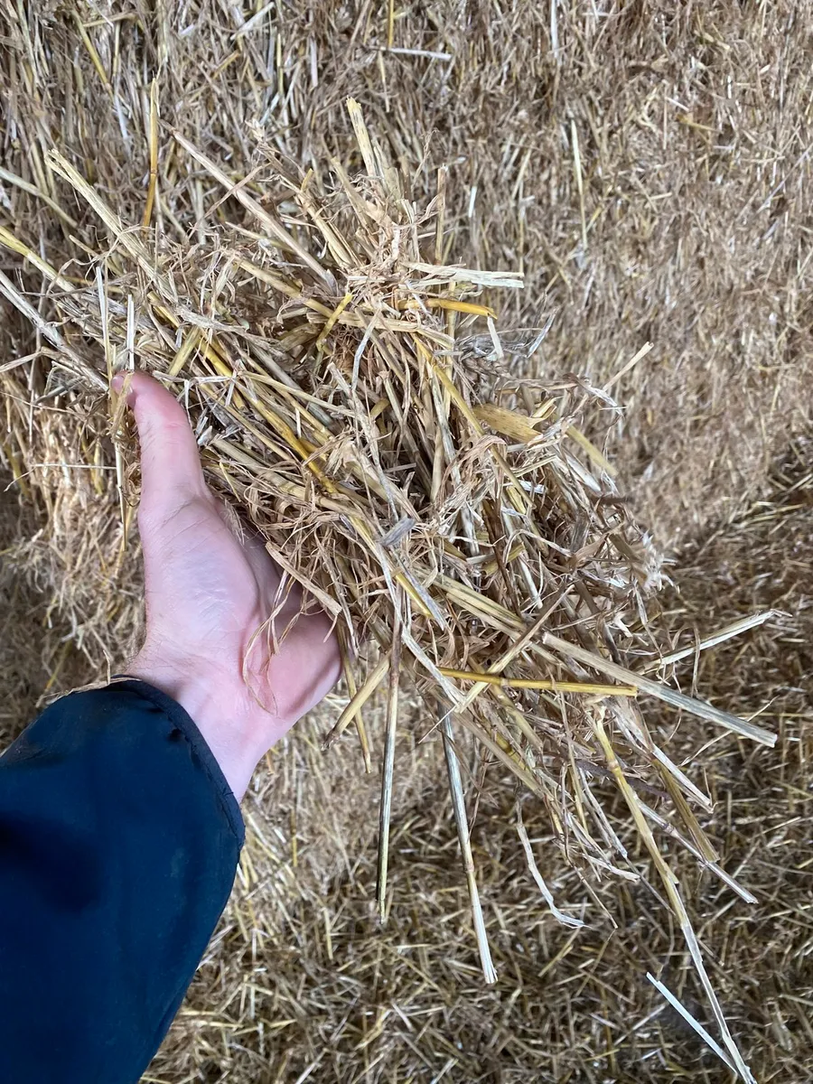 Wheat straw - Image 2