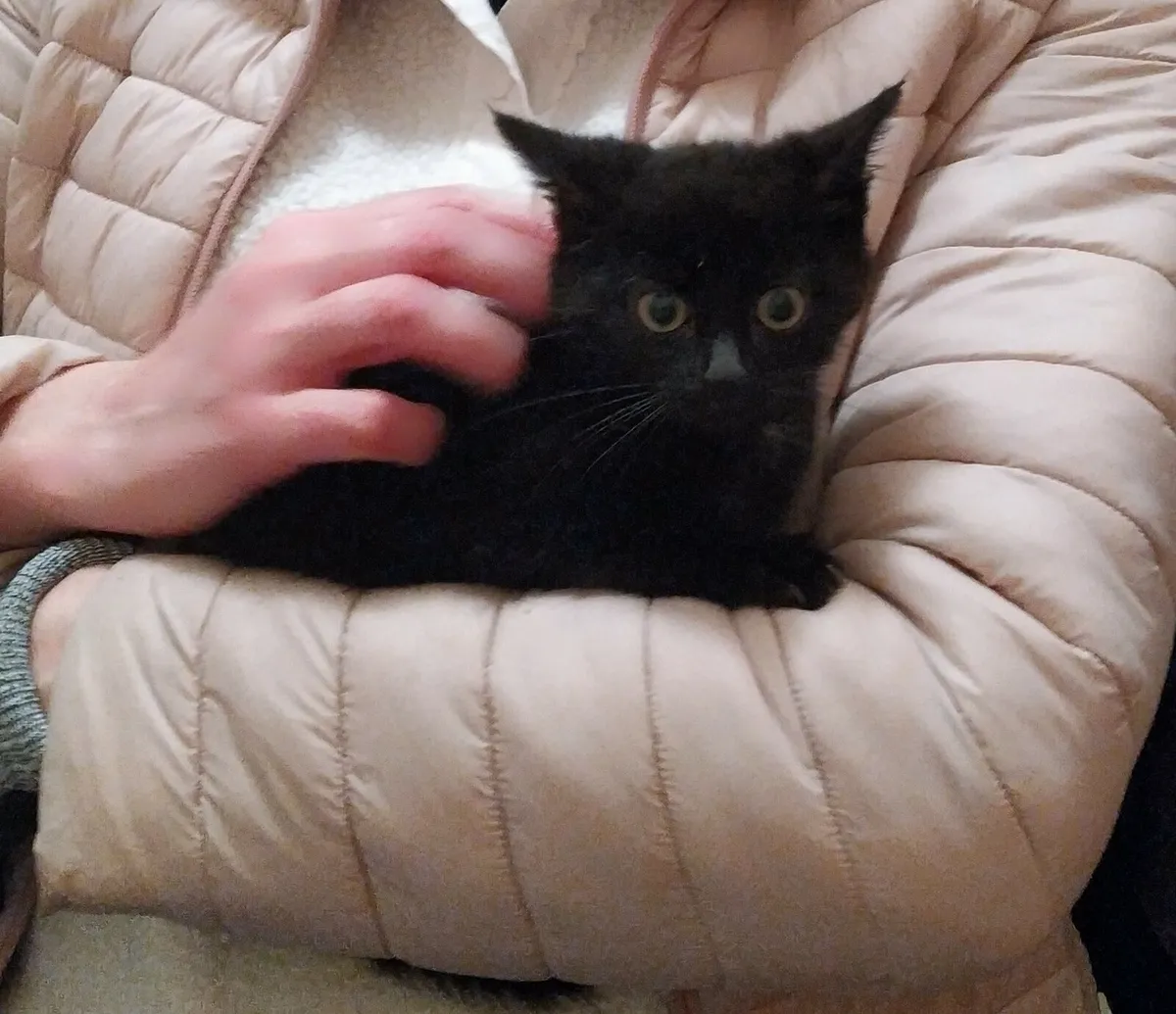 Adorable kittens - Image 1