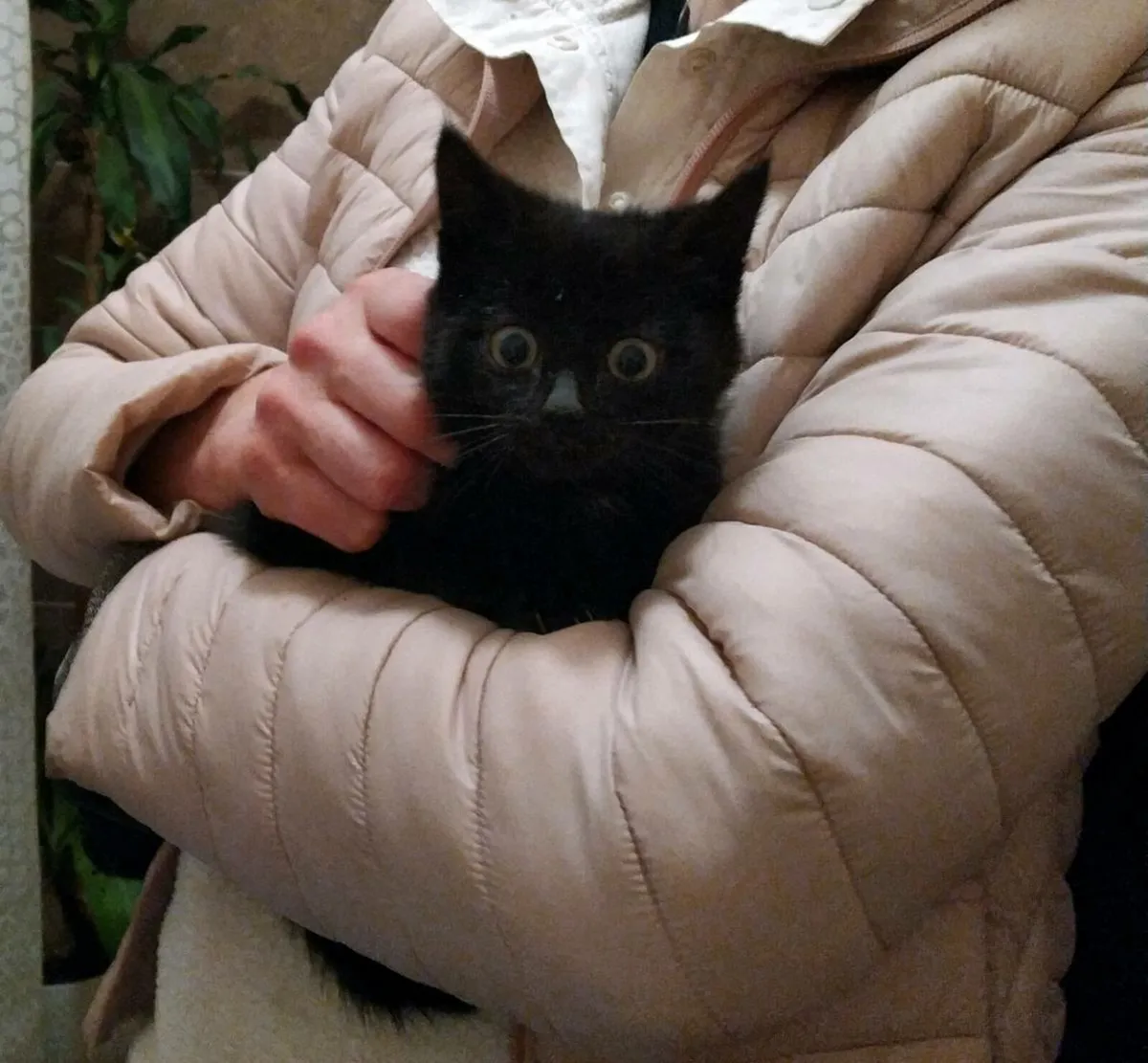 Adorable kittens - Image 2