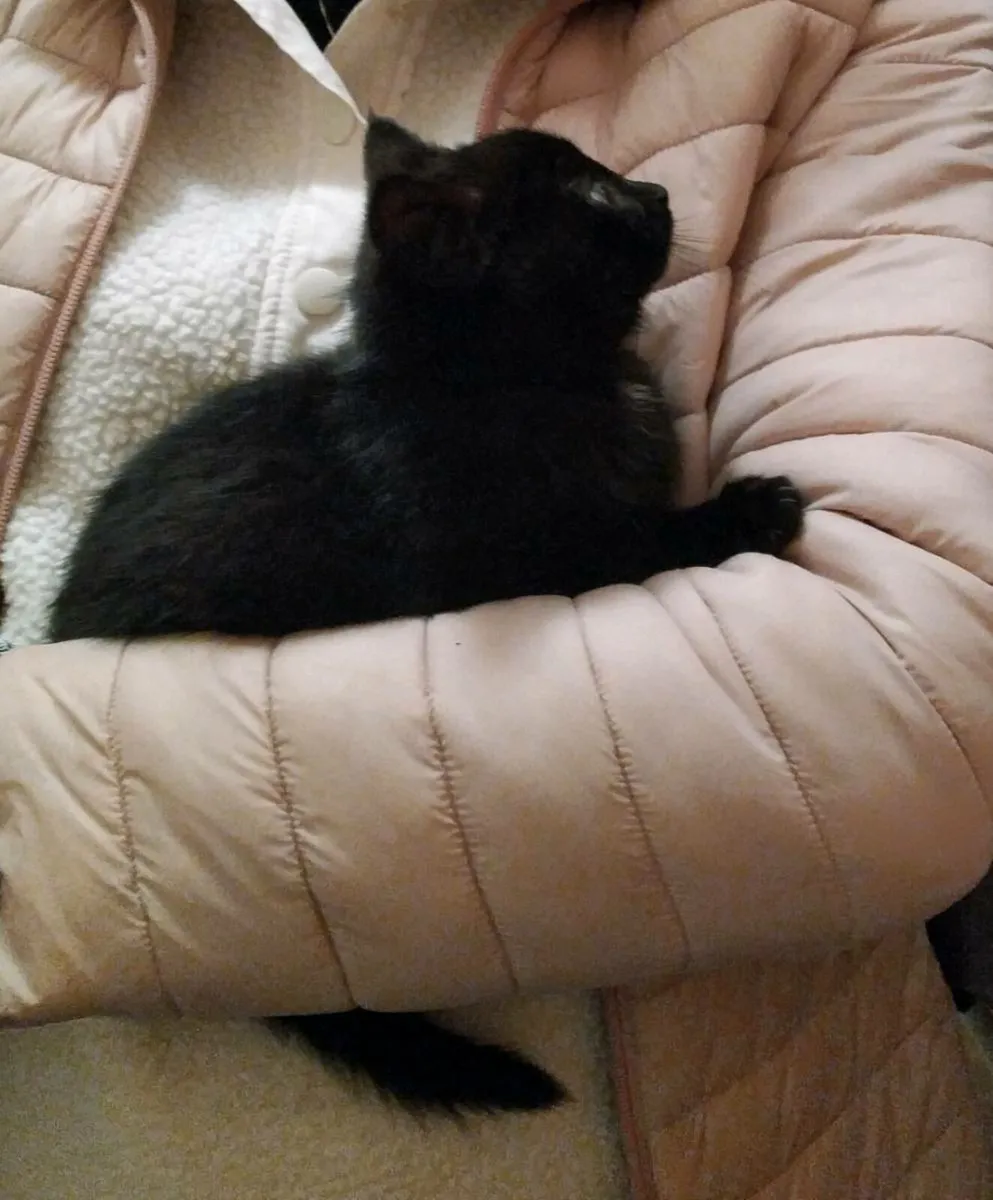 Adorable kittens - Image 3