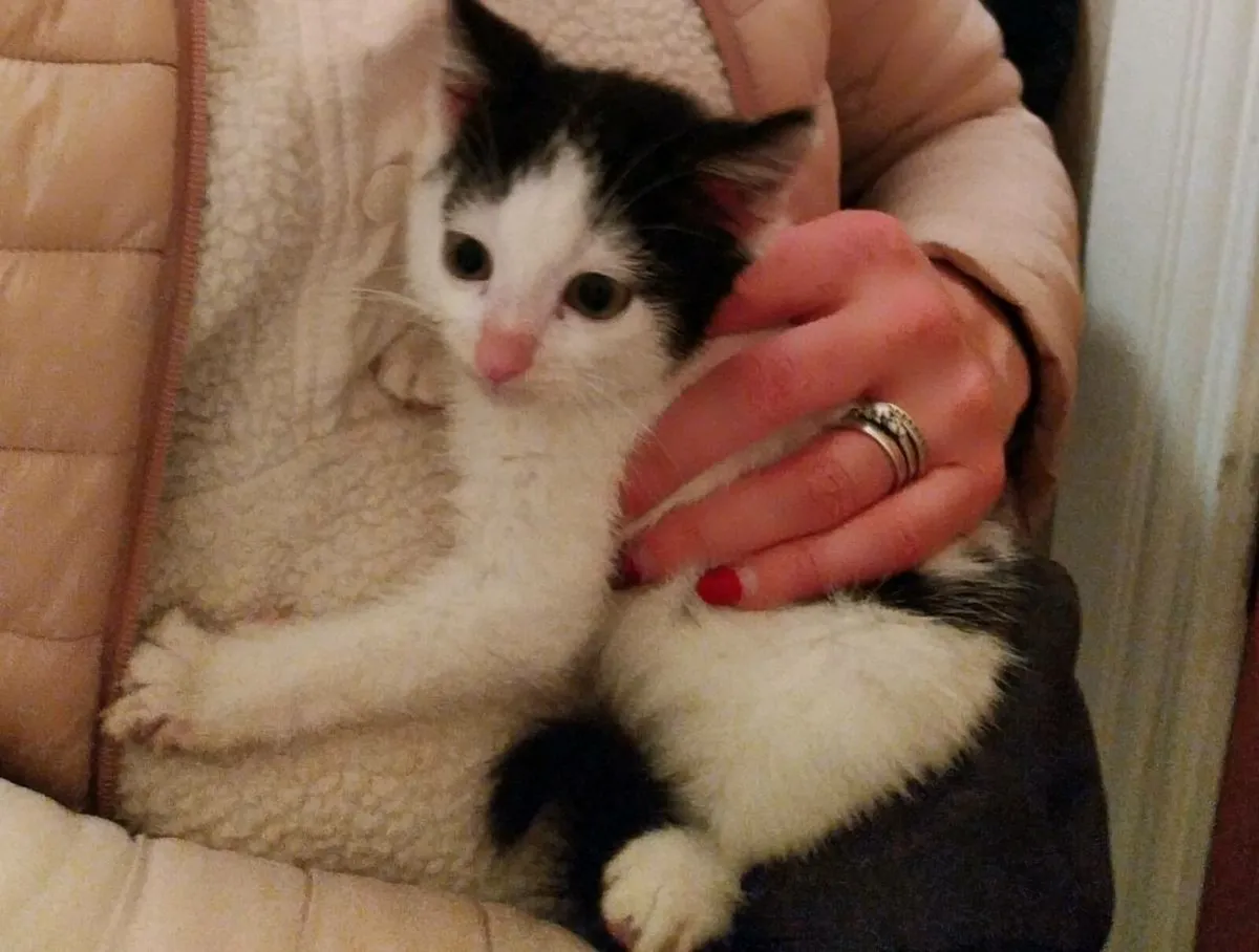 Adorable kittens - Image 4