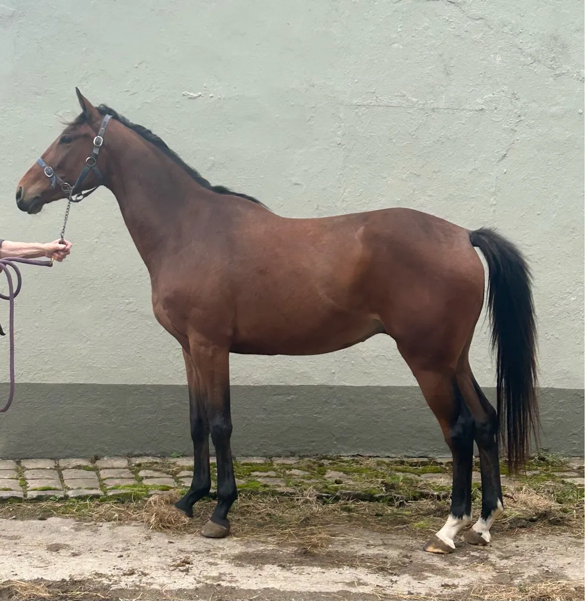 3 year old TB gelding by Diamond Boy - Image 1