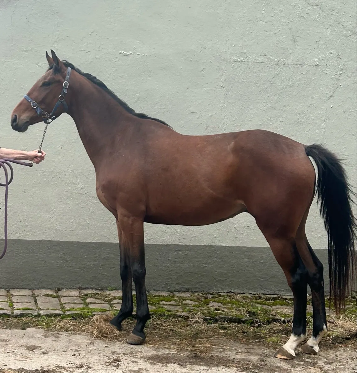 3 year old TB gelding by Diamond Boy - Image 2