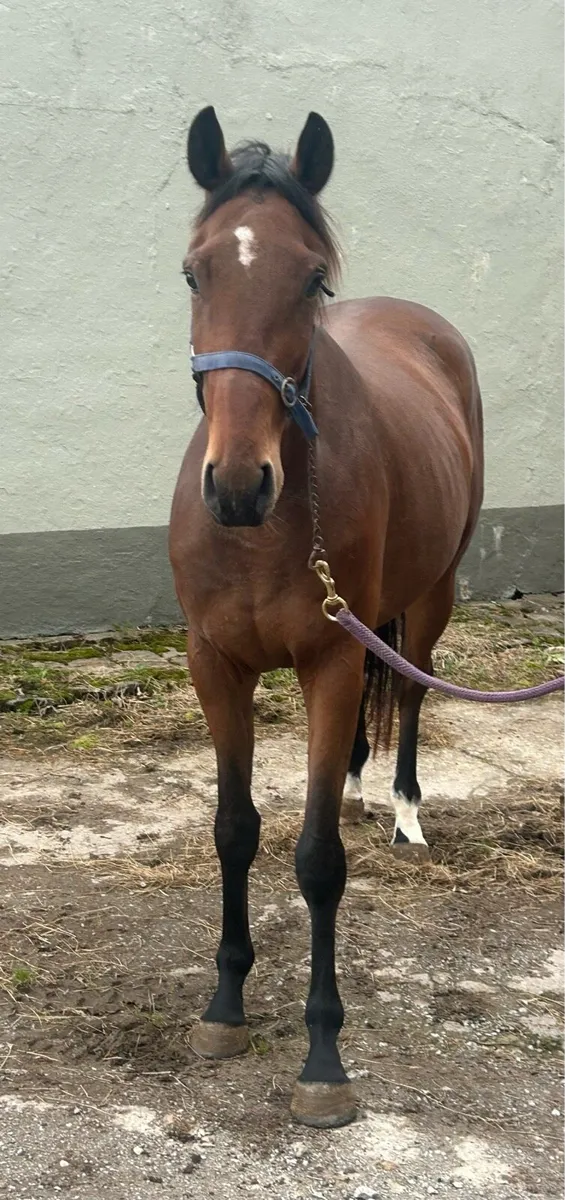 3 year old TB gelding by Diamond Boy - Image 3