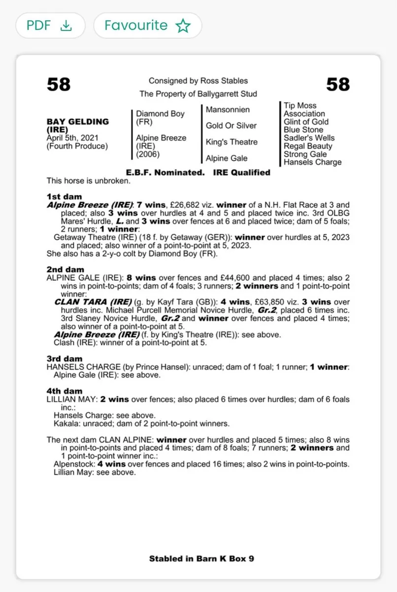 3 year old TB gelding by Diamond Boy - Image 4