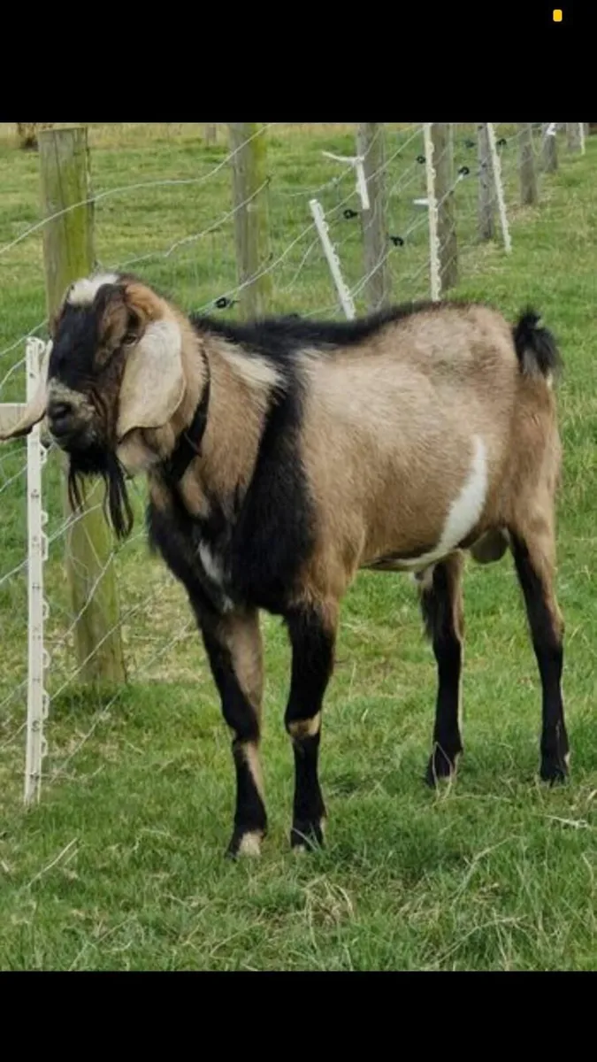 PB Nubian Puk for stud - Image 1