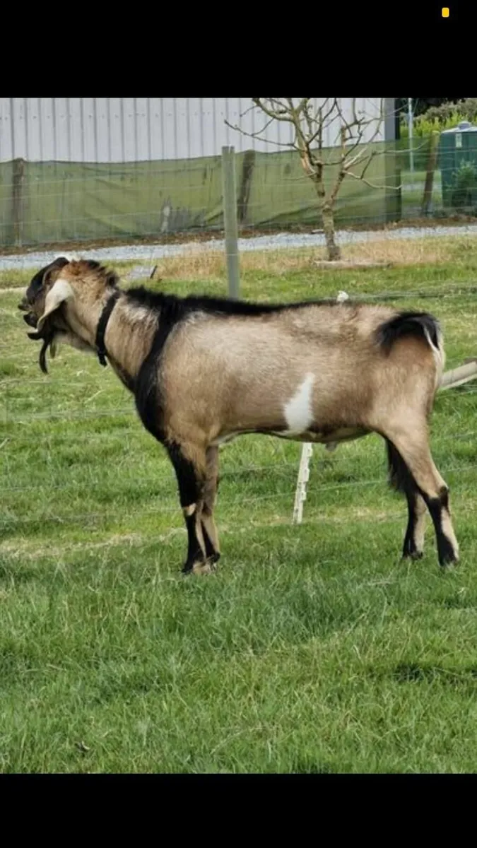 PB Nubian Puk for stud - Image 2