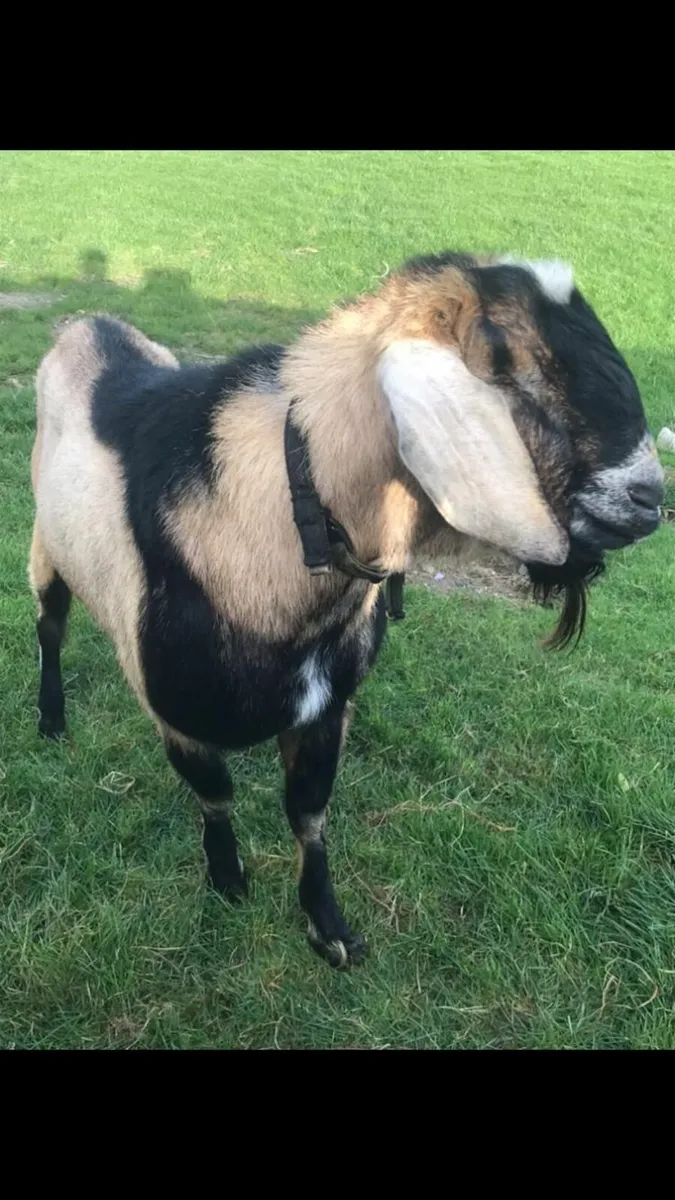 PB Nubian Puk for stud - Image 3