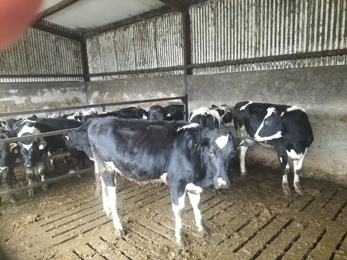 Ballybay Mart Dairy Sale 12th of November - Image 1