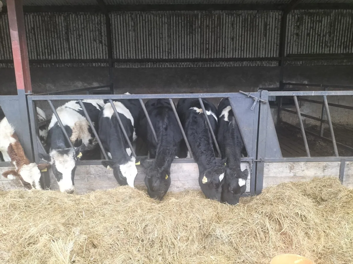 Ballybay Mart Dairy Sale 12th of November - Image 2