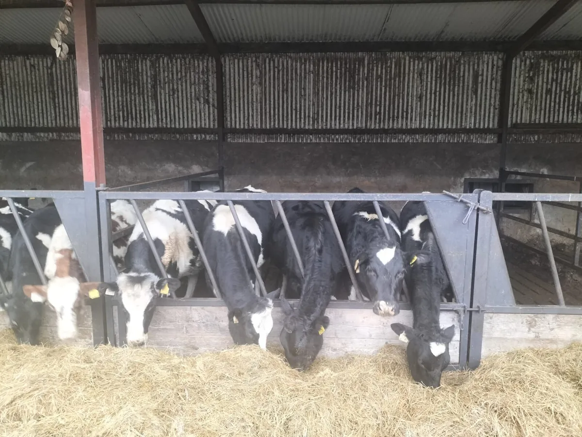 Ballybay Mart Dairy Sale 12th of November - Image 3