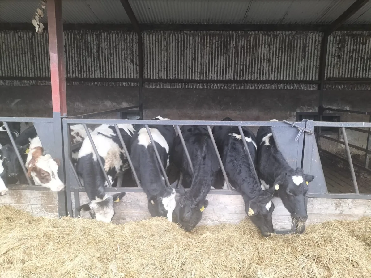 Ballybay Mart Dairy Sale 12th of November - Image 4