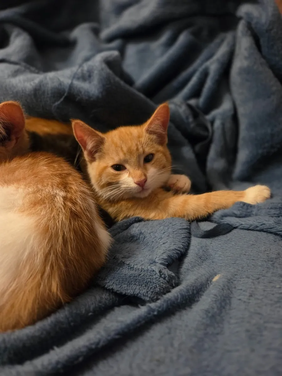 Ginger Kittens - Image 1