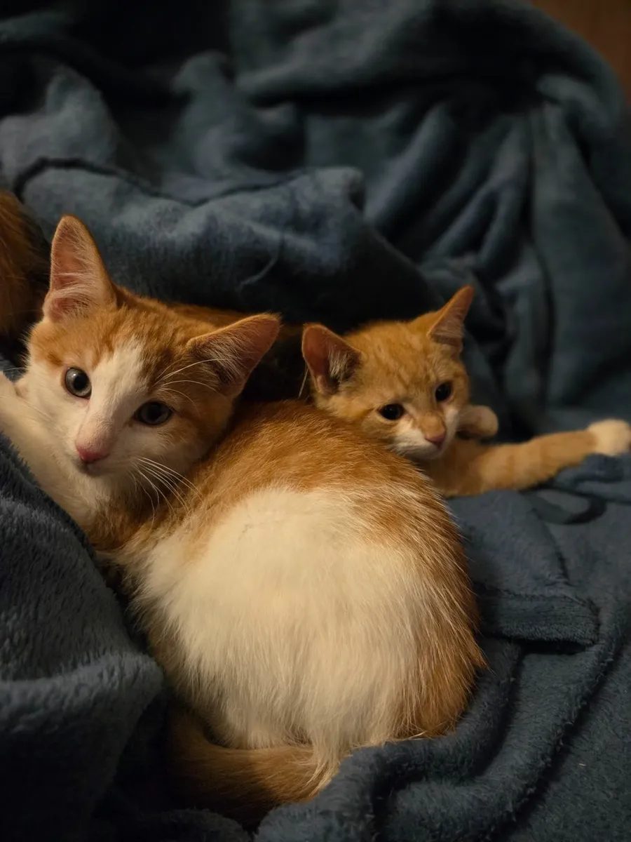 Ginger Kittens - Image 2