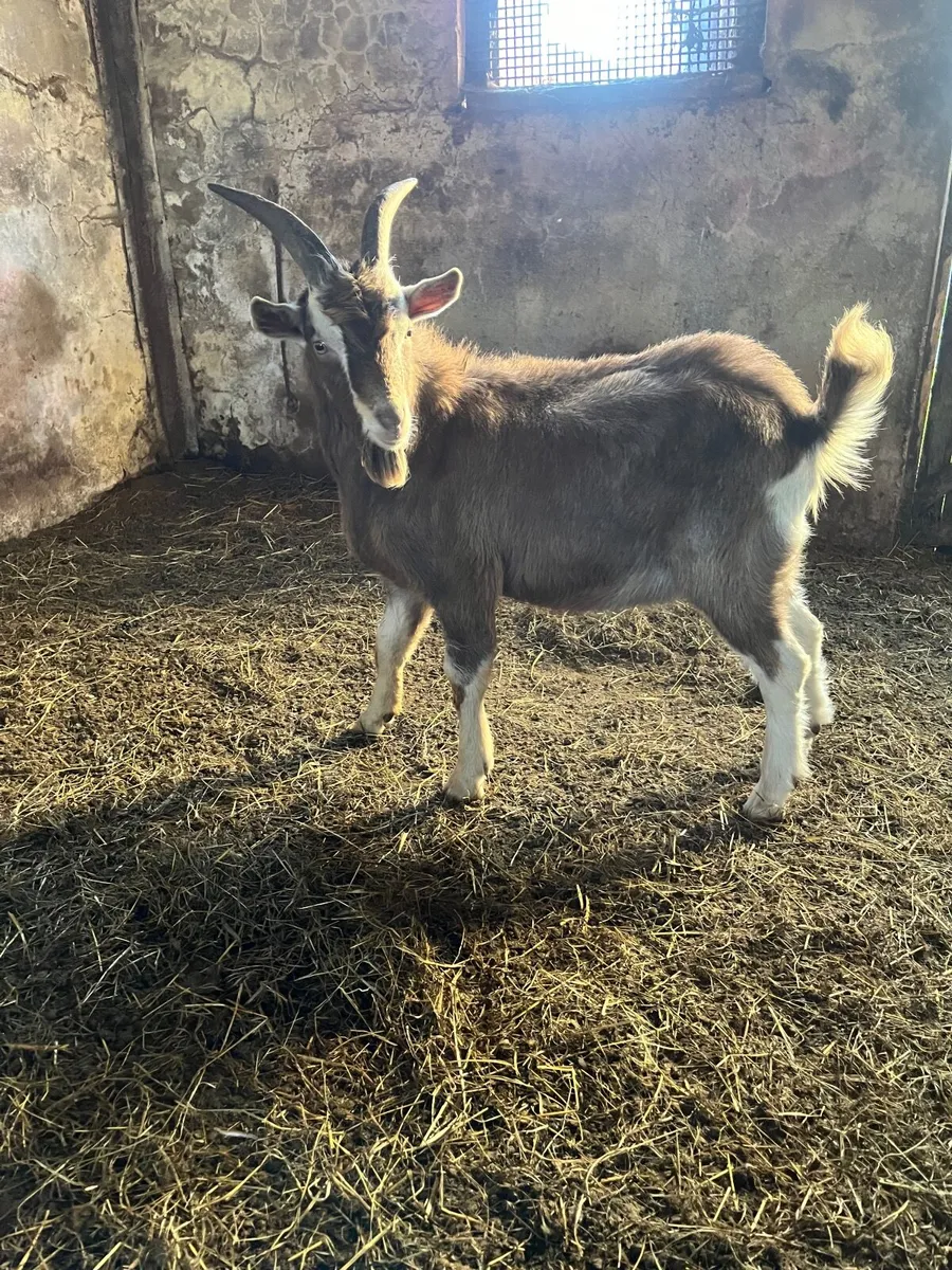 Buck goat for stud - Image 1