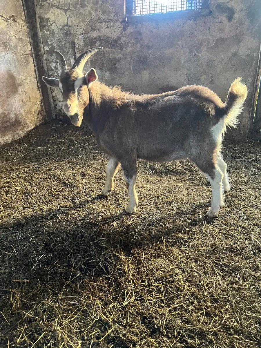 Buck goat for stud - Image 2