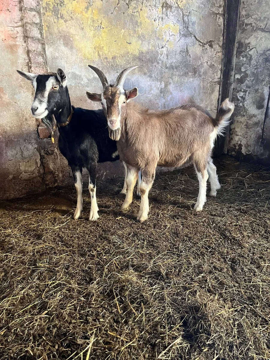 Buck goat for stud - Image 3