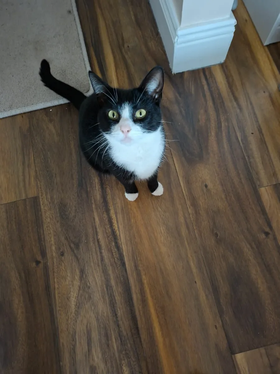 Free to good home - our 2 loving cats - Image 2