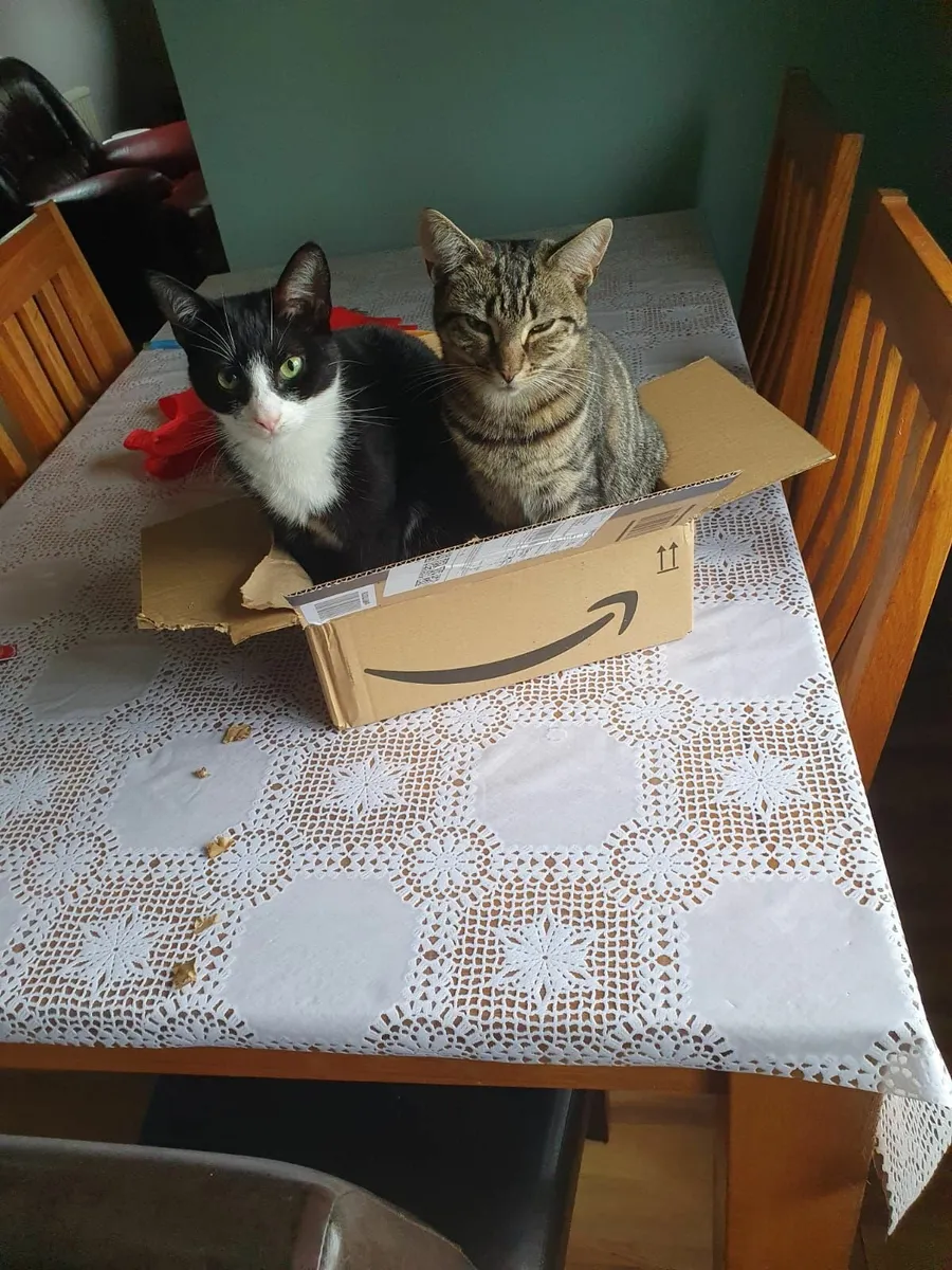 Free to good home - our 2 loving cats - Image 1