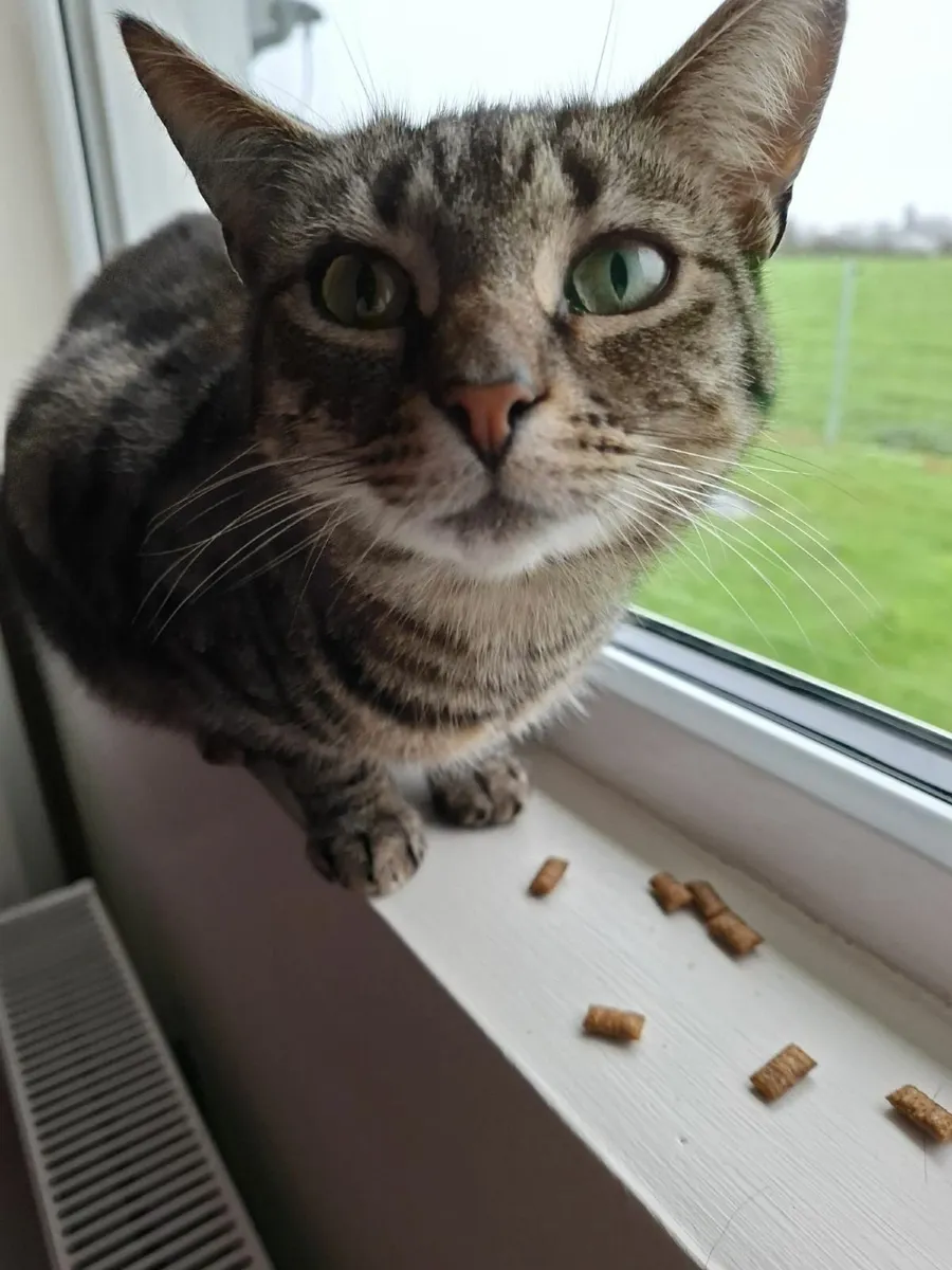 Free to good home - our 2 loving cats - Image 3