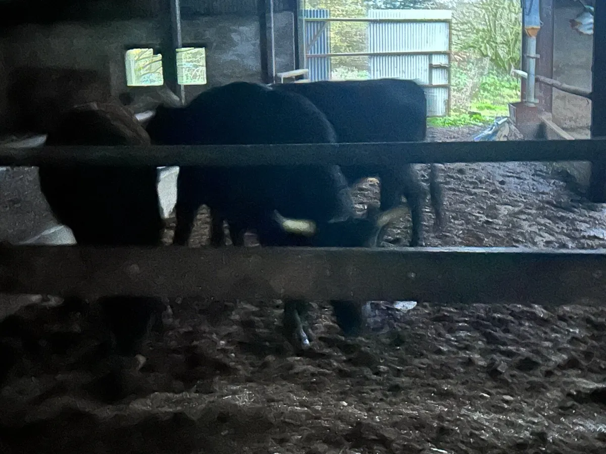 Beef cattle - Image 1
