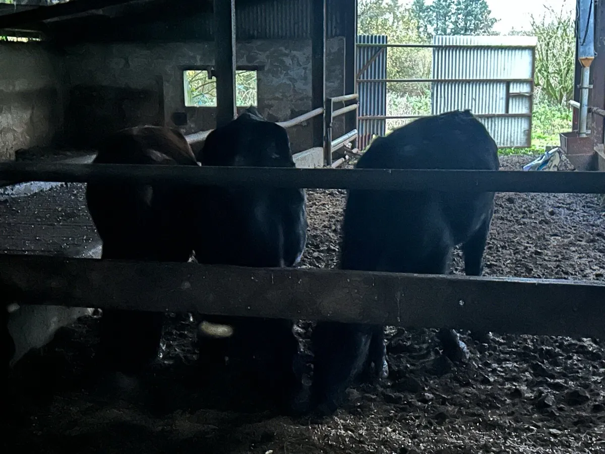 Beef cattle - Image 2