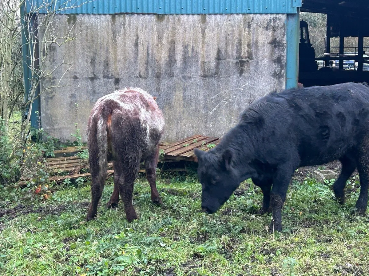 Beef cattle - Image 3