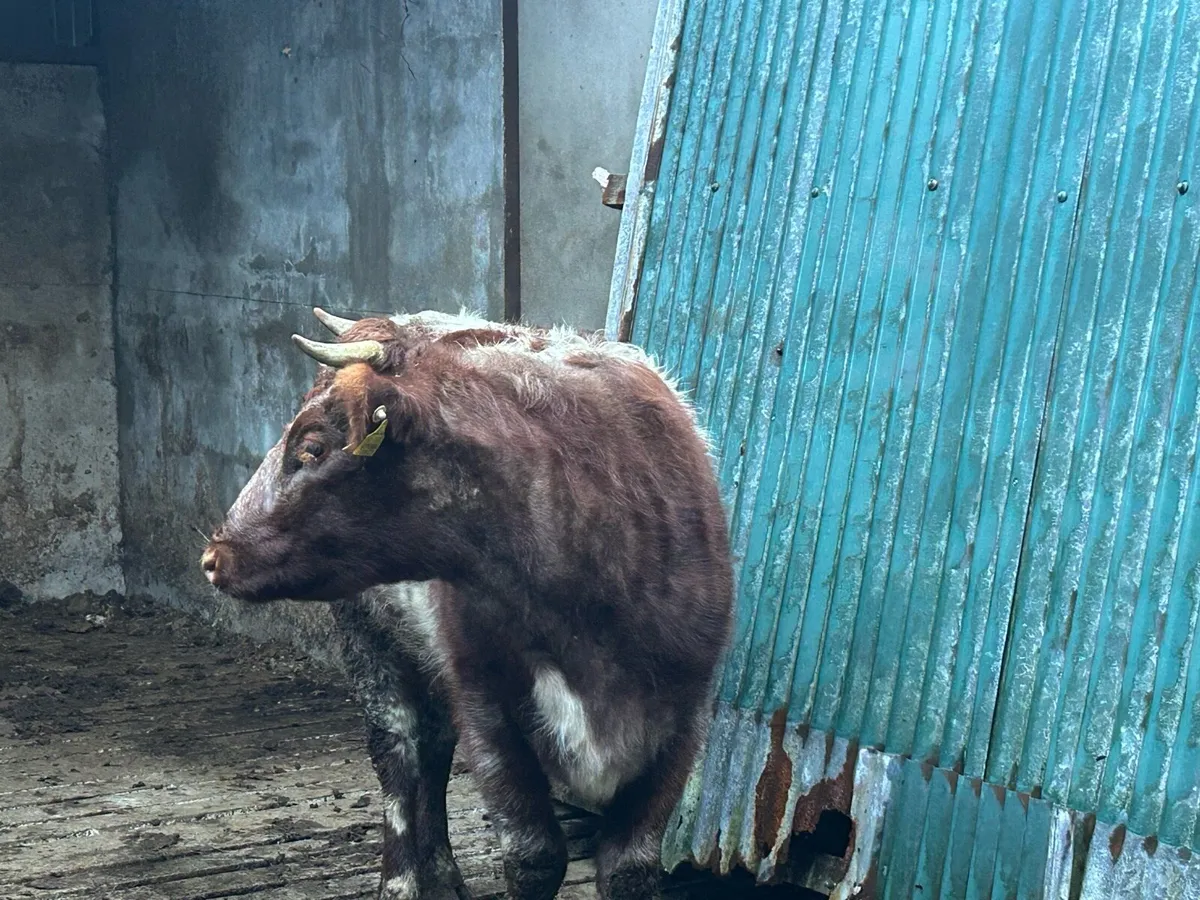 Beef cattle - Image 4