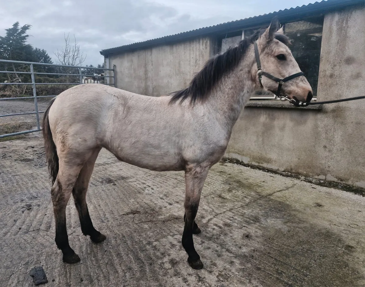 Connemara dun filly foal - Image 3