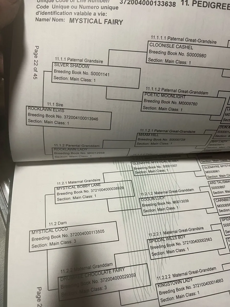 Connemara dun filly foal - Image 4