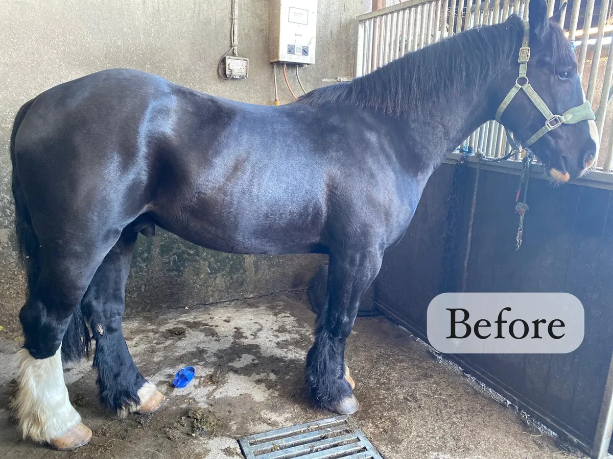 Clipping/Plaiting Service - Image 2
