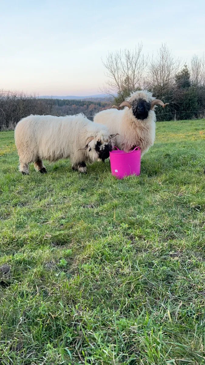 Outcross Pedigree Registered Valais Ram - Image 1