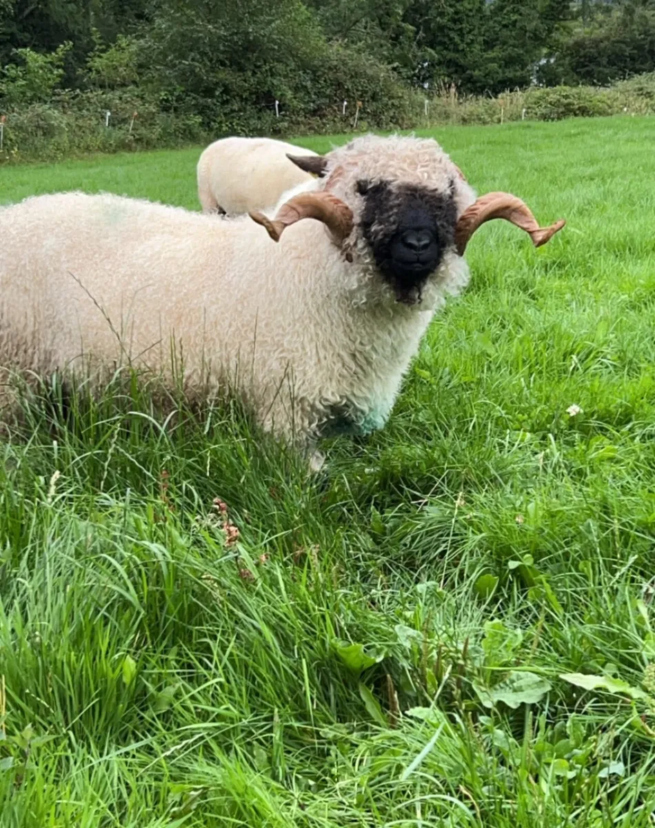 Outcross Pedigree Registered Valais Ram - Image 2
