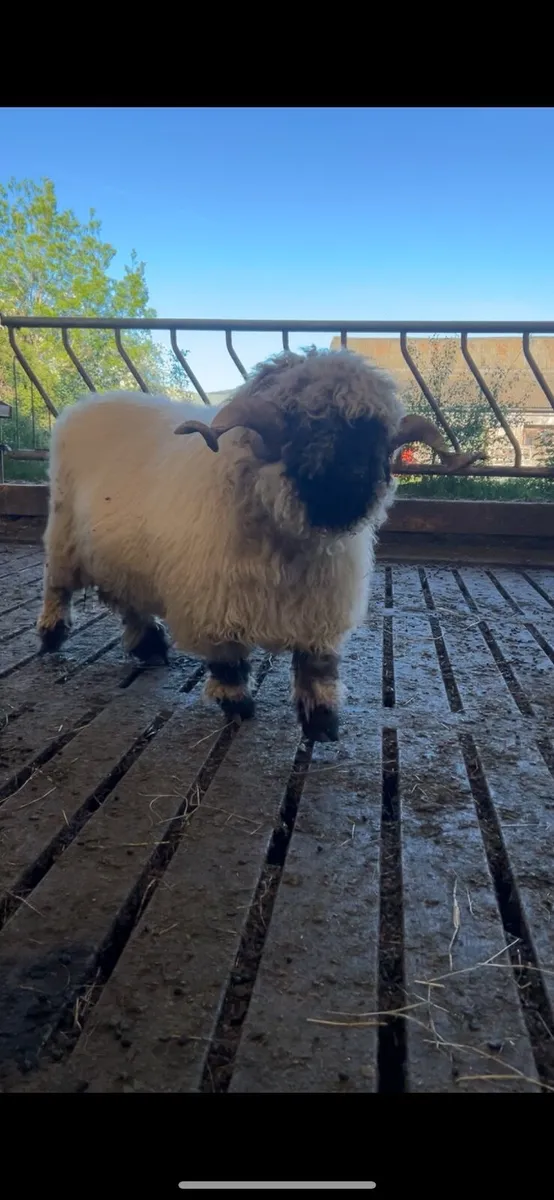Outcross Pedigree Registered Valais Ram - Image 3