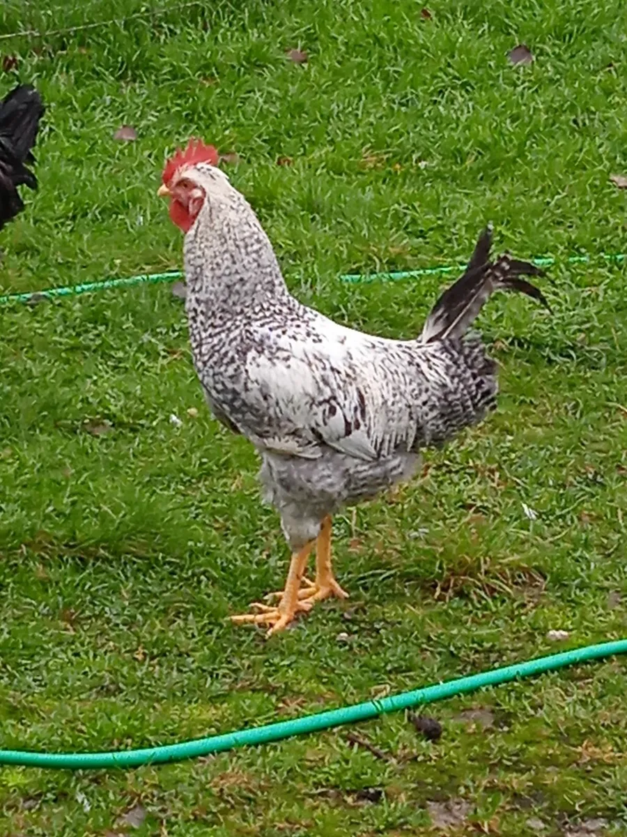 Gorgeous Cream Legbar Rooster 4 months old - Image 2