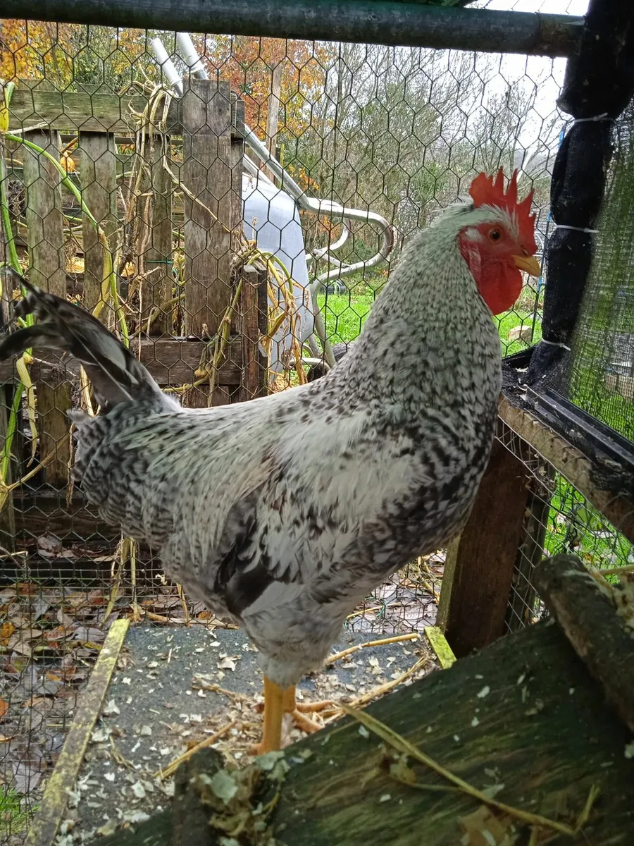Gorgeous Cream Legbar Rooster 4 months old - Image 1
