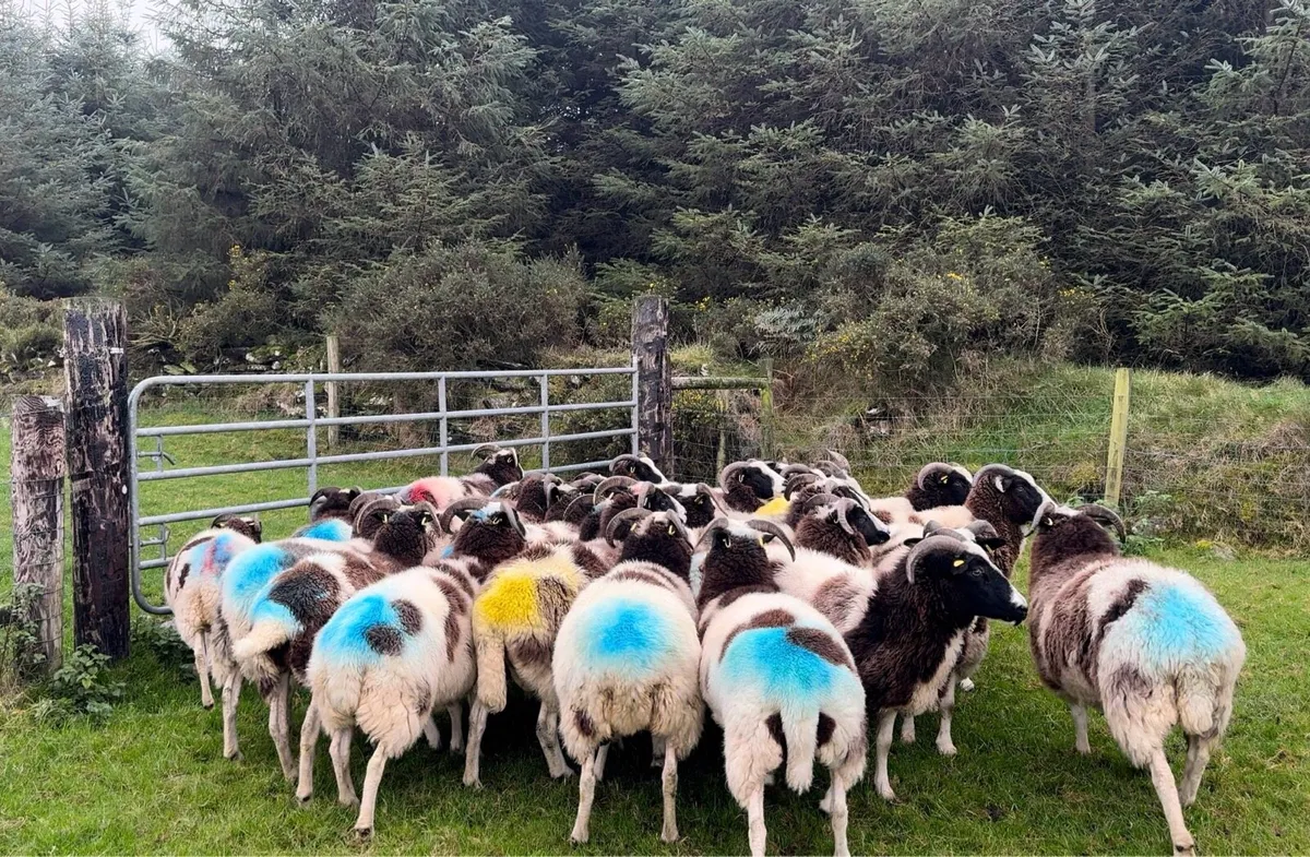 Jacob in lamb ewes - Image 1