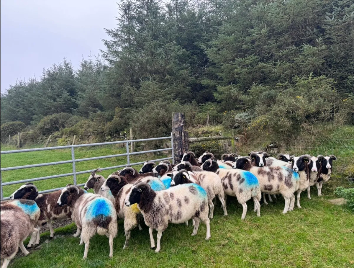 Jacob in lamb ewes - Image 2