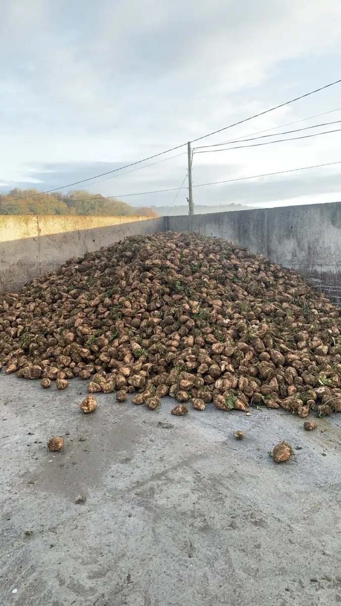 SUGAR BEET for sale ✅ - Image 2