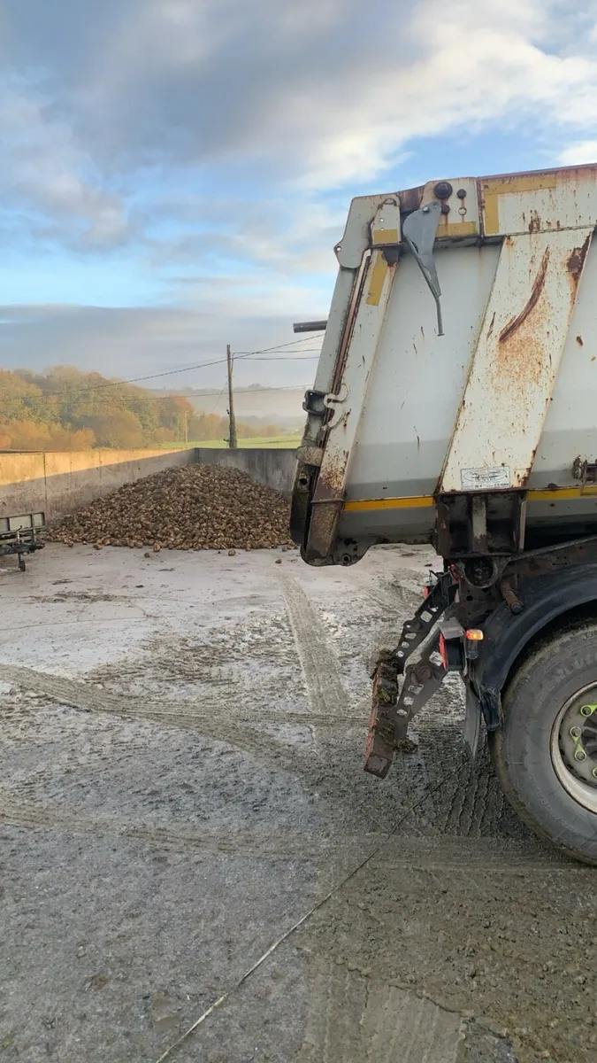 SUGAR BEET for sale ✅ - Image 3