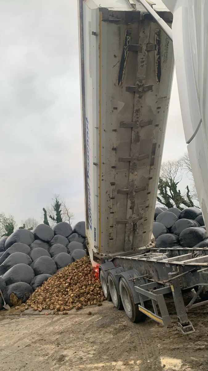 SUGAR BEET for sale ✅ - Image 4